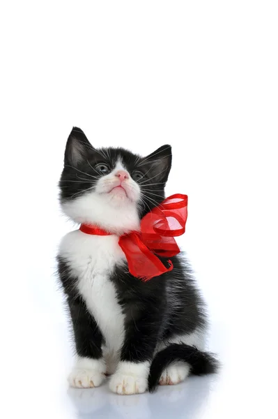 Beautiful small kitten — Stock Photo, Image