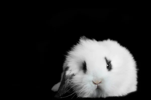 L beau lapin — Photo