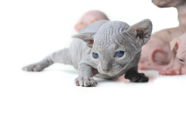 Lindo calvo bebé gato de cerca — Foto de Stock