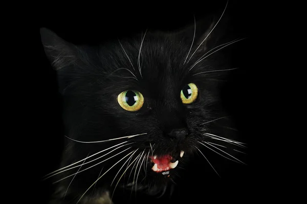 Чёрная кошка — стоковое фото