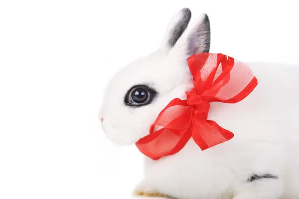Kanin med rött band — Stockfoto