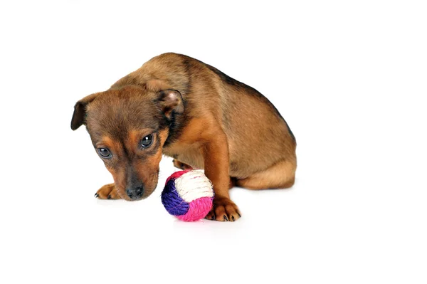 Perro con pelota — Foto de Stock