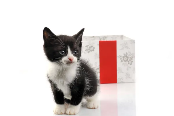 Mały ładny kotek z pudełko — Zdjęcie stockowe