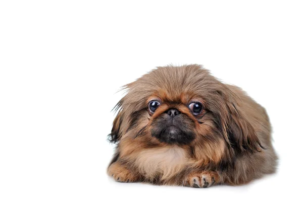 Bruin pup — Stockfoto