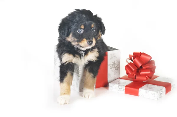 Kiskutya és ajándék doboz — Stock Fotó
