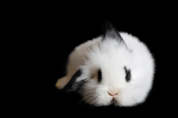 L mooie konijn — Stockfoto