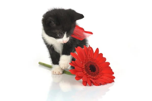 Beautiful small kitten — Stock Photo, Image