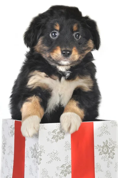 小狗和礼品盒 — 图库照片