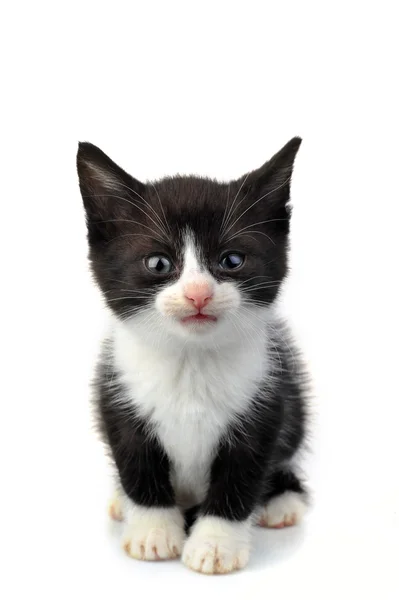 Güzel küçük yavru kedi — Stok fotoğraf