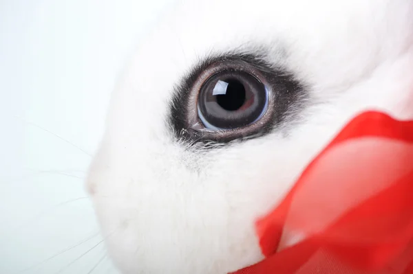 Oeil de lapin très — Photo