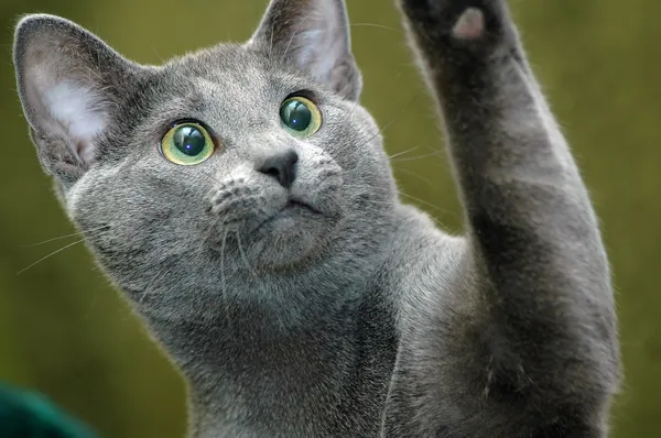 Російський синій кіт — стокове фото