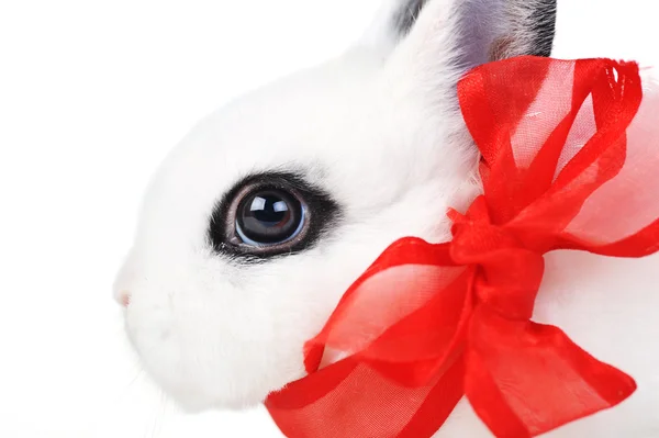 Rabbit with red ribbon — Stock Photo, Image
