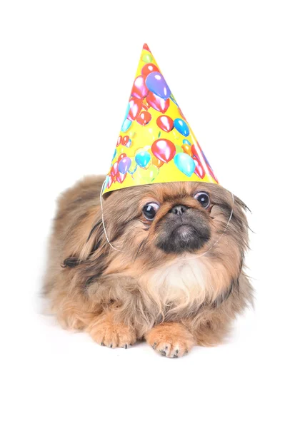 Hund med födelsedag hatt — Stockfoto