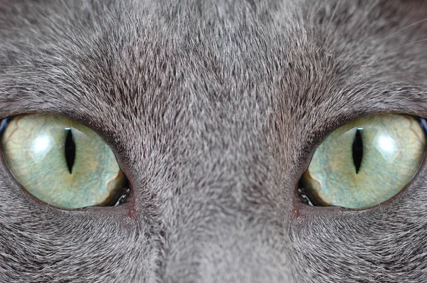 Occhio di gatto — Foto Stock