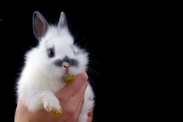 Hadns holding küçük tavşan — Stok fotoğraf