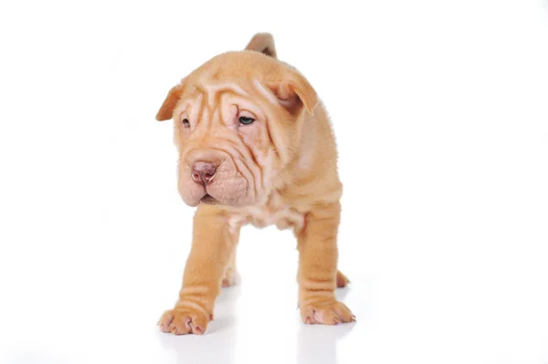 Cute puppy on white — Stock Photo, Image