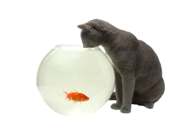 Kočka a ryba — Stock fotografie