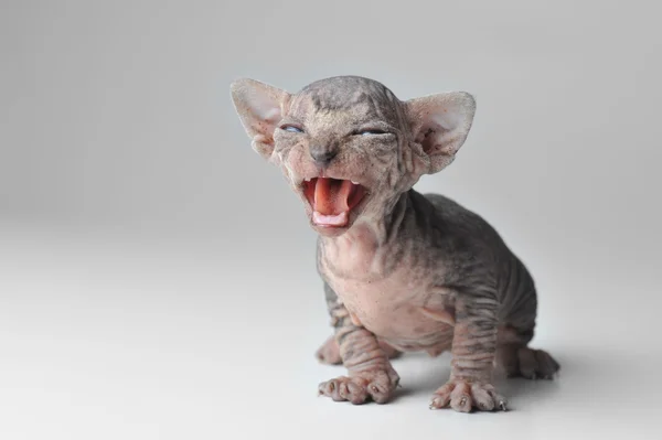Niedliche Babykatze mit Glatze aus nächster Nähe — Stockfoto