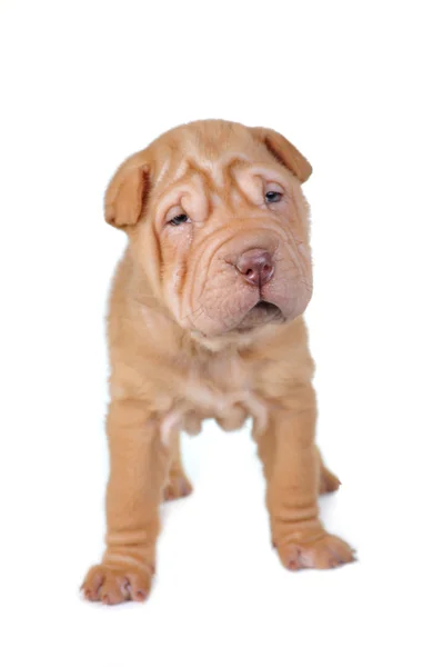 茶色の子犬 — ストック写真