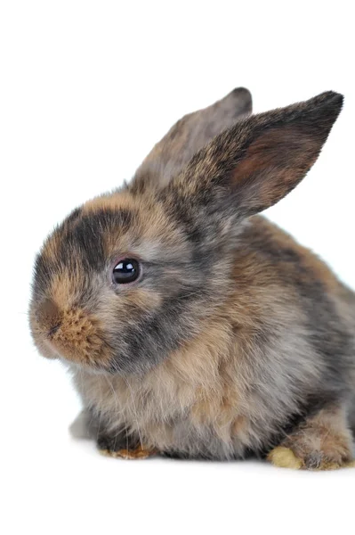 Conejo mullido marrón — Foto de Stock
