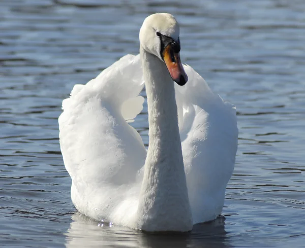 Swan swimming — Stock Photo, Image