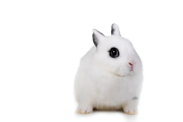 L 美丽兔 — 图库照片