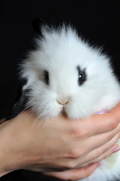 L hermoso conejo — Foto de Stock