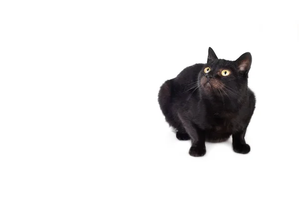 Černá kočka — Stock fotografie