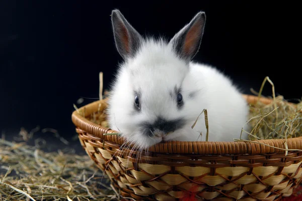 Small rabbit in basket — Stock Photo, Image