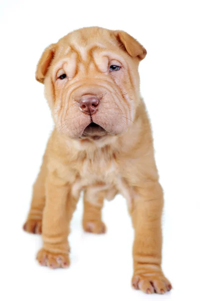 Cãozinho castanho — Fotografia de Stock