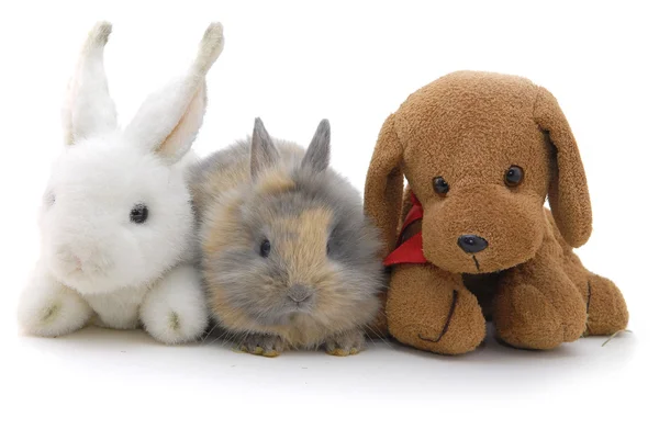 Pequeño conejo y juguetes — Foto de Stock