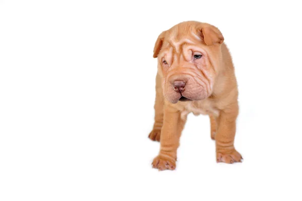 Kahverengi köpek yavrusu — Stok fotoğraf