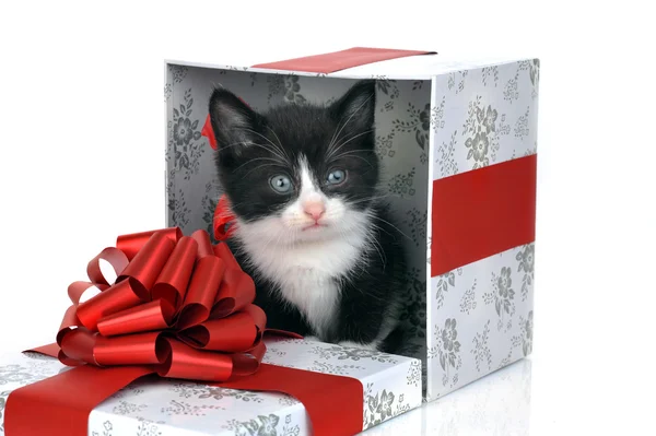 선물 상자 안에 작은 귀여운 고양이 — 스톡 사진