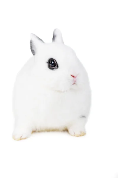 L hermoso conejo —  Fotos de Stock
