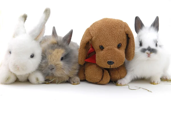 Piccoli conigli e giocattoli — Foto Stock
