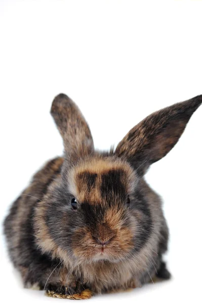 Conejo mullido marrón — Foto de Stock