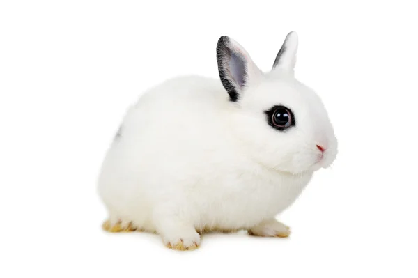 L krásný králíkグレー白猫 — Stock fotografie
