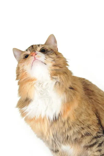 Kočka domácí — Stock fotografie