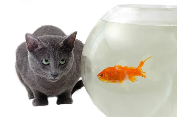 Cat looking at fish — Stock Photo, Image