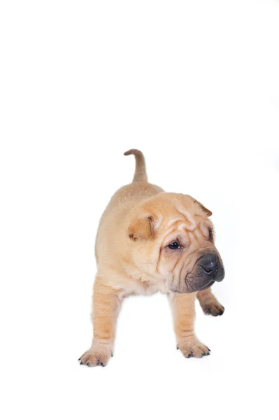 Бурый щенок — стоковое фото
