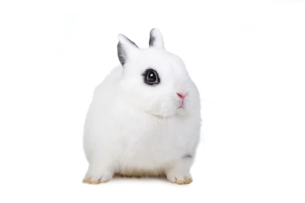 L красивою кролика — стокове фото