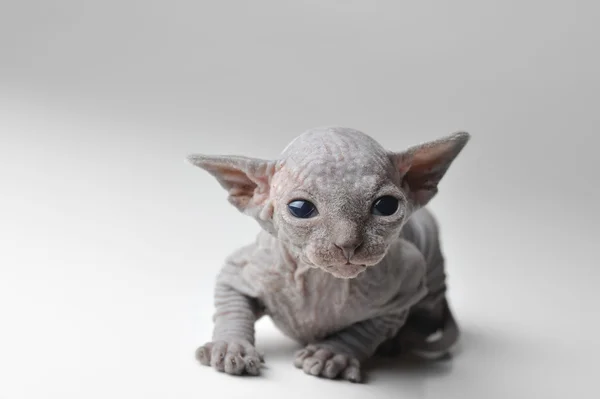 Süße Babykatze mit Glatze — Stockfoto