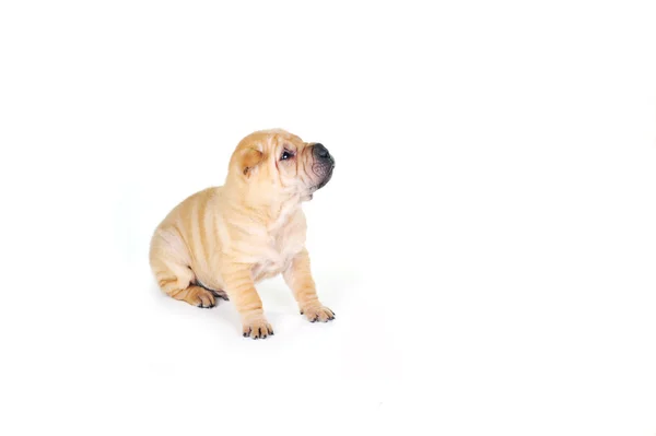 갈색 강아지 — 스톡 사진