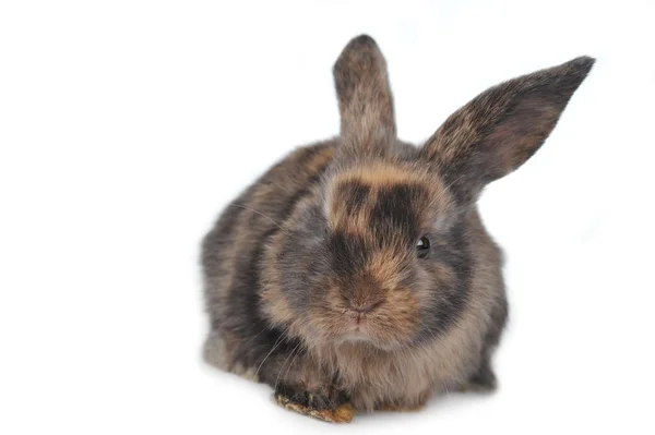 Коричневый пушистый кролик — стоковое фото