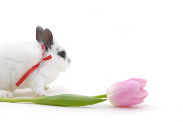 Small rabbit and flower — Stock Photo, Image