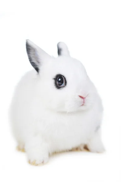 L coelho bonito — Fotografia de Stock