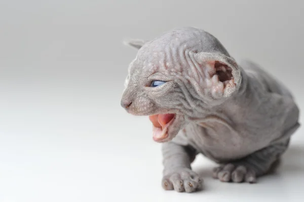 かわいいハゲ赤ちゃん猫のクローズ アップ — ストック写真
