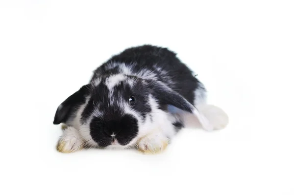 L 美しいウサギ — ストック写真