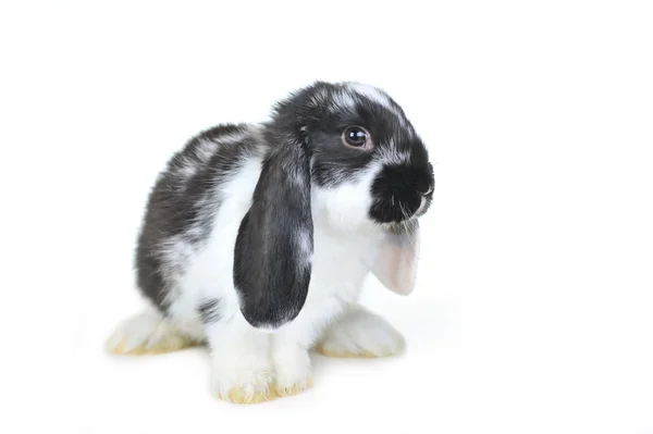 L coelho bonito — Fotografia de Stock