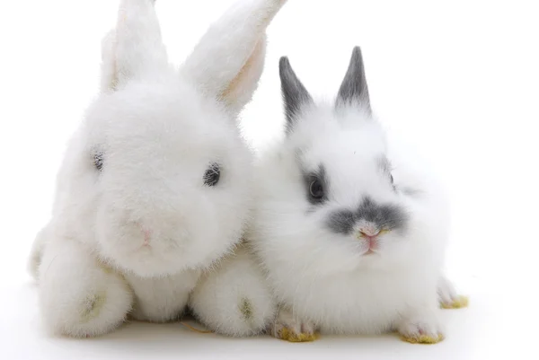 Küçük tavşan ve oyuncaklar — Stok fotoğraf